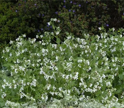 Symphytum grandiflorum