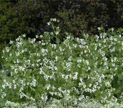Symphytum grandiflorum