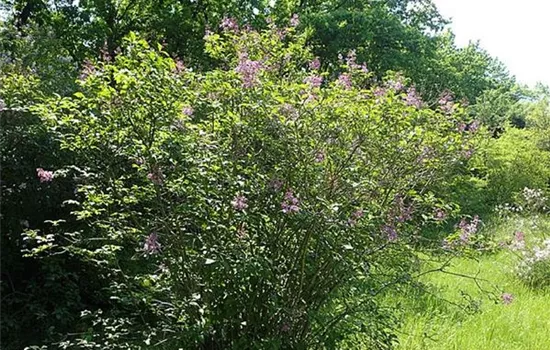 Syringa josikaea