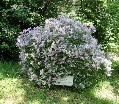 Syringa meyeri 'Palibin'