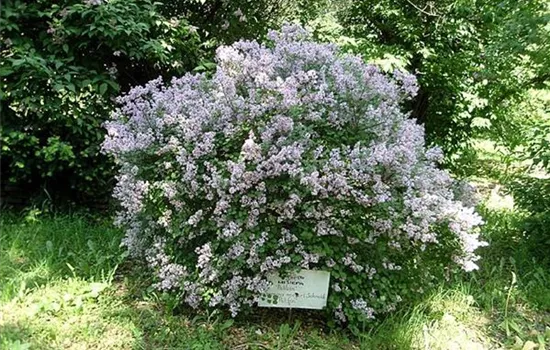 Syringa meyeri 'Palibin'