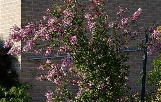 Syringa microphylla 'Superba'