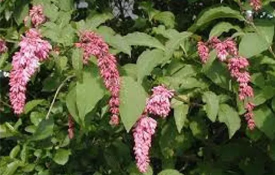 Syringa reflexa