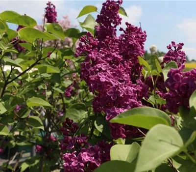 Syringa vulgaris 'Andenken an Ludwig Späth'