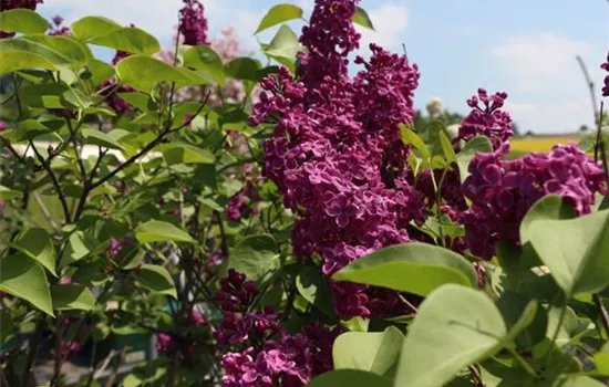 Syringa vulgaris 'Andenken an Ludwig Späth'