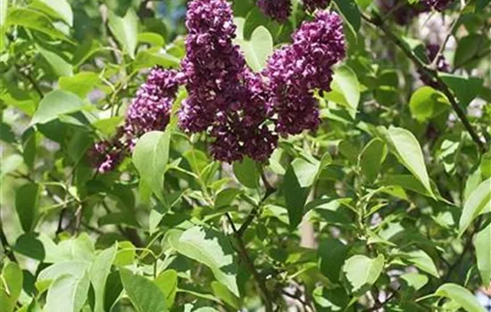 Syringa vulgaris 'Charles Joly'