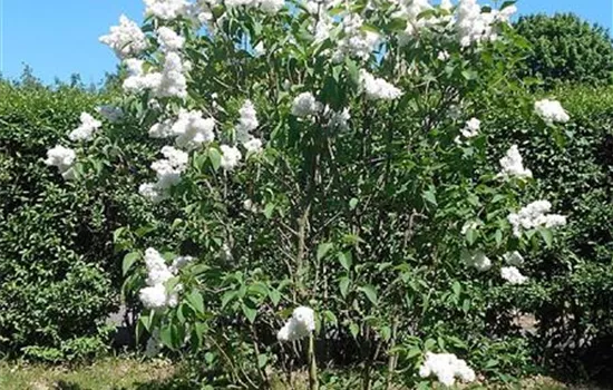 Syringa vulgaris 'Mme Lemoine'