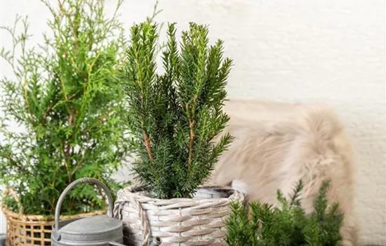 Taxus media (x) 'Hillii'