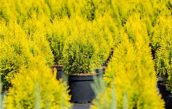 Thuja occidentalis 'Golden Smaragd'
