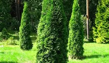 Thuja, Lebensbaum