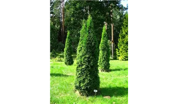 Thuja, Lebensbaum