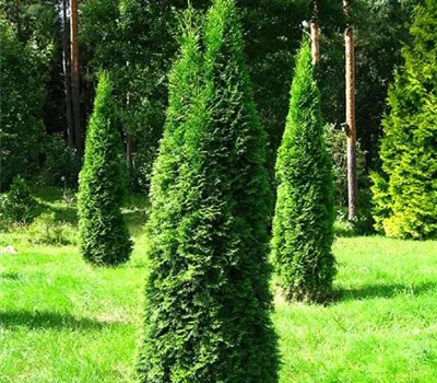Thuja occidentalis 'Smaragd'