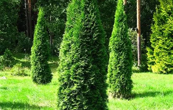 Thuja occidentalis 'Smaragd'
