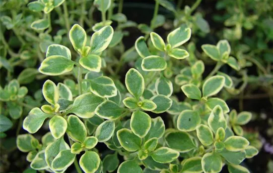 Thymus citriodorus (x)