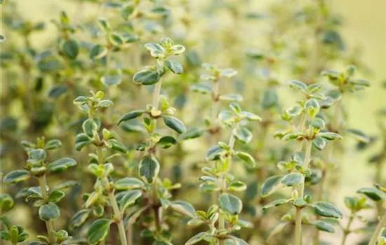 Thymus citriodorus (x) 'Doone Valley'