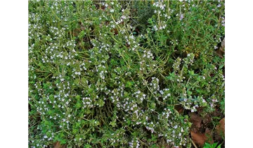 Garten-Thymian