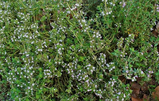 Thymus vulgaris 'Faustini'