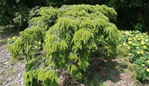 Kanadische Hemlocktanne