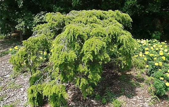Tsuga canadensis 'Pendula'