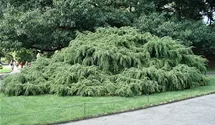 Kanadische Hemlocktanne