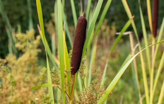 Typha latifolia