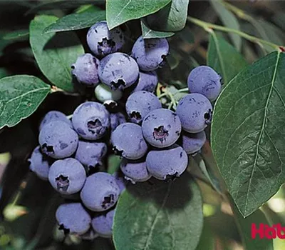 Vaccinium (Kulturheidelbeere) 'Bluecrop'