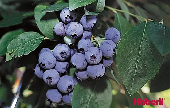 Vaccinium (Kulturheidelbeere) 'Bluecrop'
