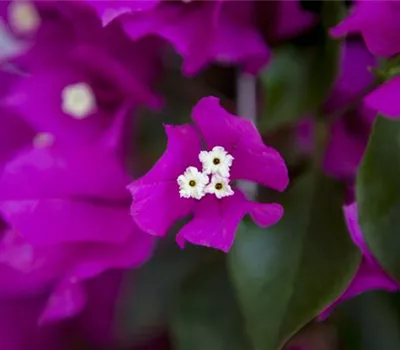 Bougainvillea – Die Wunderblume richtig pflegen