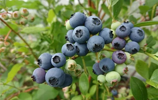 Vaccinium (Kulturheidelbeere) 'Goldtraube'