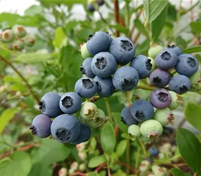 Vaccinium (Kulturheidelbeere) 'Goldtraube'