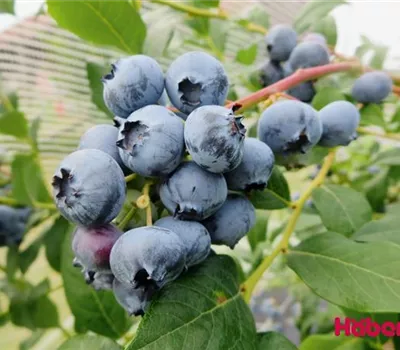 Vaccinium (Kulturheidelbeere) 'Patriot'