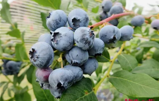 Vaccinium (Kulturheidelbeere) 'Patriot'