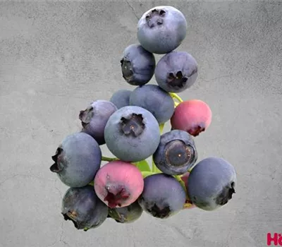 Vaccinium (Kulturheidelbeere) 'Reka'