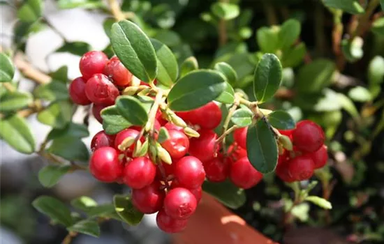 Vaccinium (Preiselbeere) 'Red Pearl'