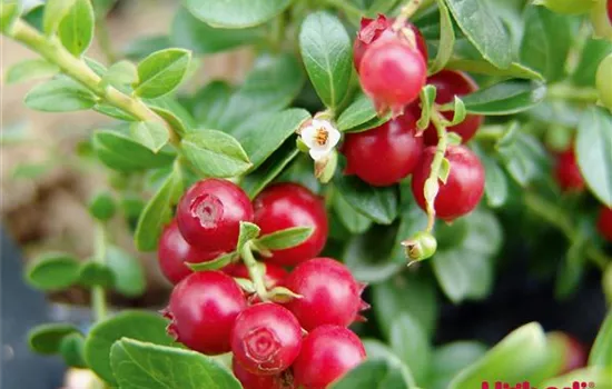 Vaccinium cranberry 'Red Star'