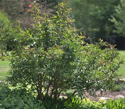 Viburnum bodnantense (x) 'Dawn'
