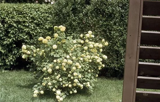 Viburnum opulus 'Roseum'