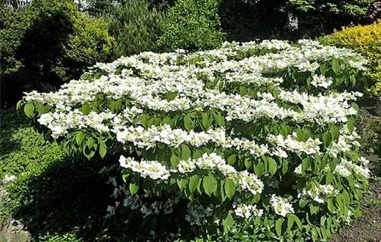 Viburnum plicatum 'Mariesii'