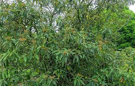 Viburnum rhytidophyllum