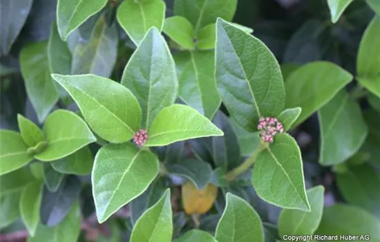Viburnum tinus 'Eve Price'