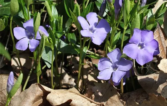 Vinca minor