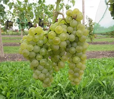 Vitis (Weinrebe) 'Excelsior'