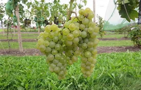 Vitis (Weinrebe) 'Excelsior'
