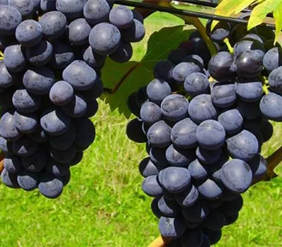 Vitis 'Nero'