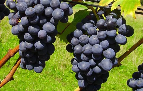 Vitis 'Nero'