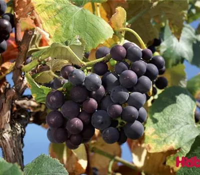 Vitis (Hybridrebe) 'Early Campbell'