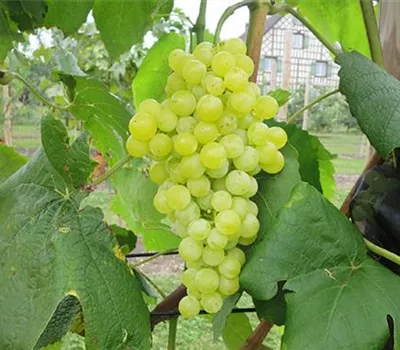 Vitis (Hybridrebe) 'Himrod'