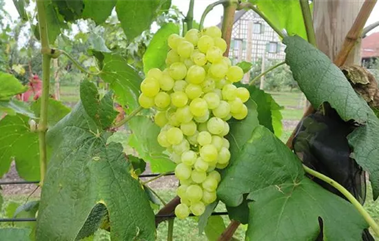 Vitis (Hybridrebe) 'Himrod'
