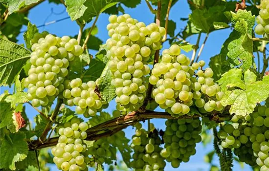 Vitis (Hybridrebe) 'Lakemont SGA'