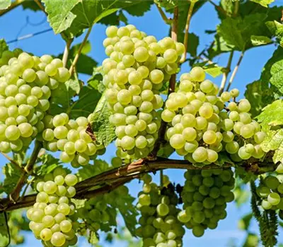 Vitis (Hybridrebe) 'Lakemont SGA'